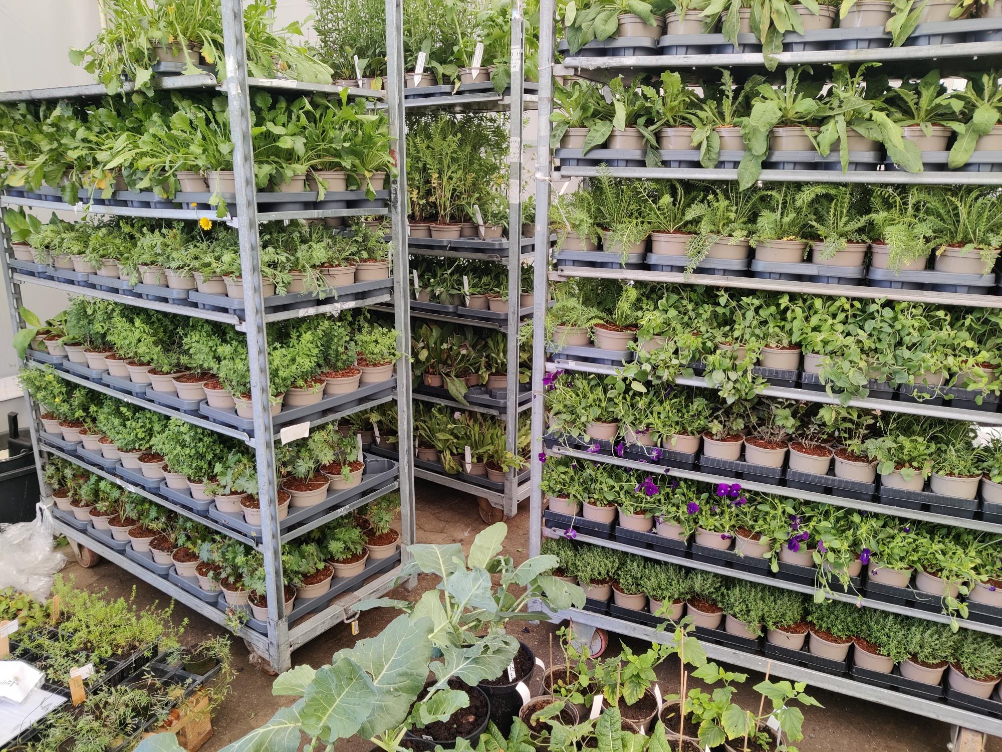 Hjemmehørende planter til sommerfuglene 