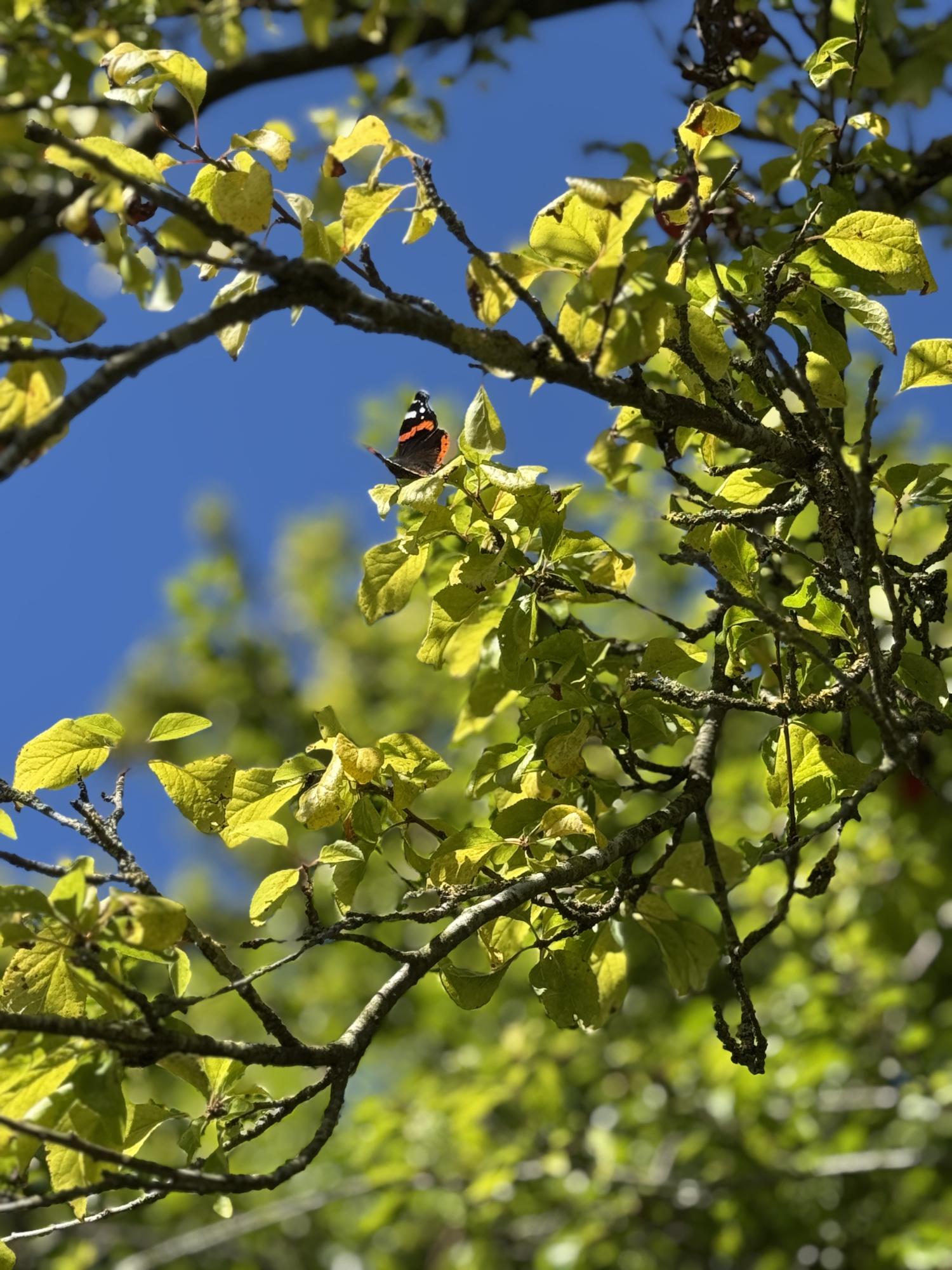Sommerfugl 