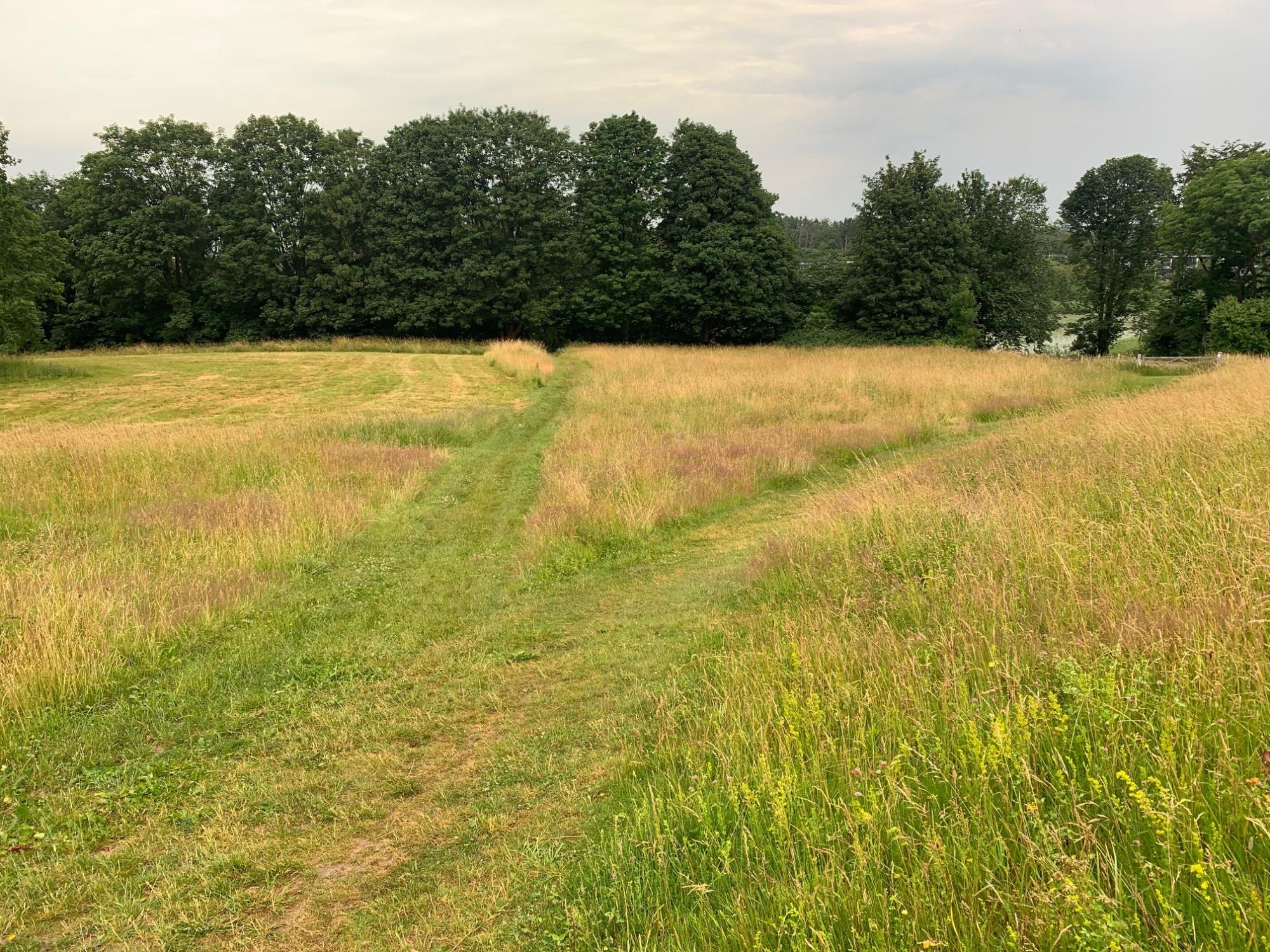 Møllemosen