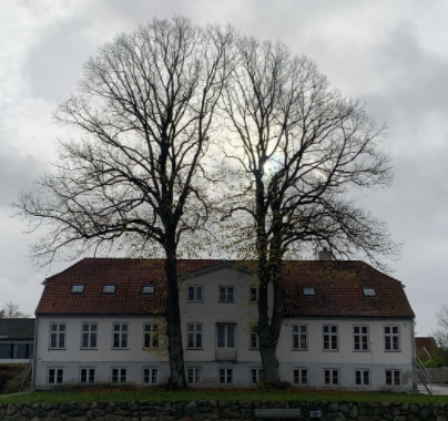 Lindetræer 