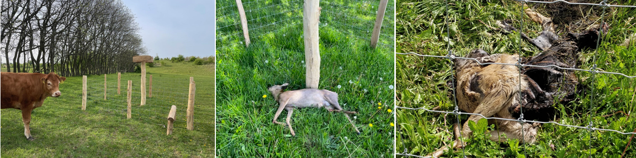 Vilde dyr til ådselspladserne