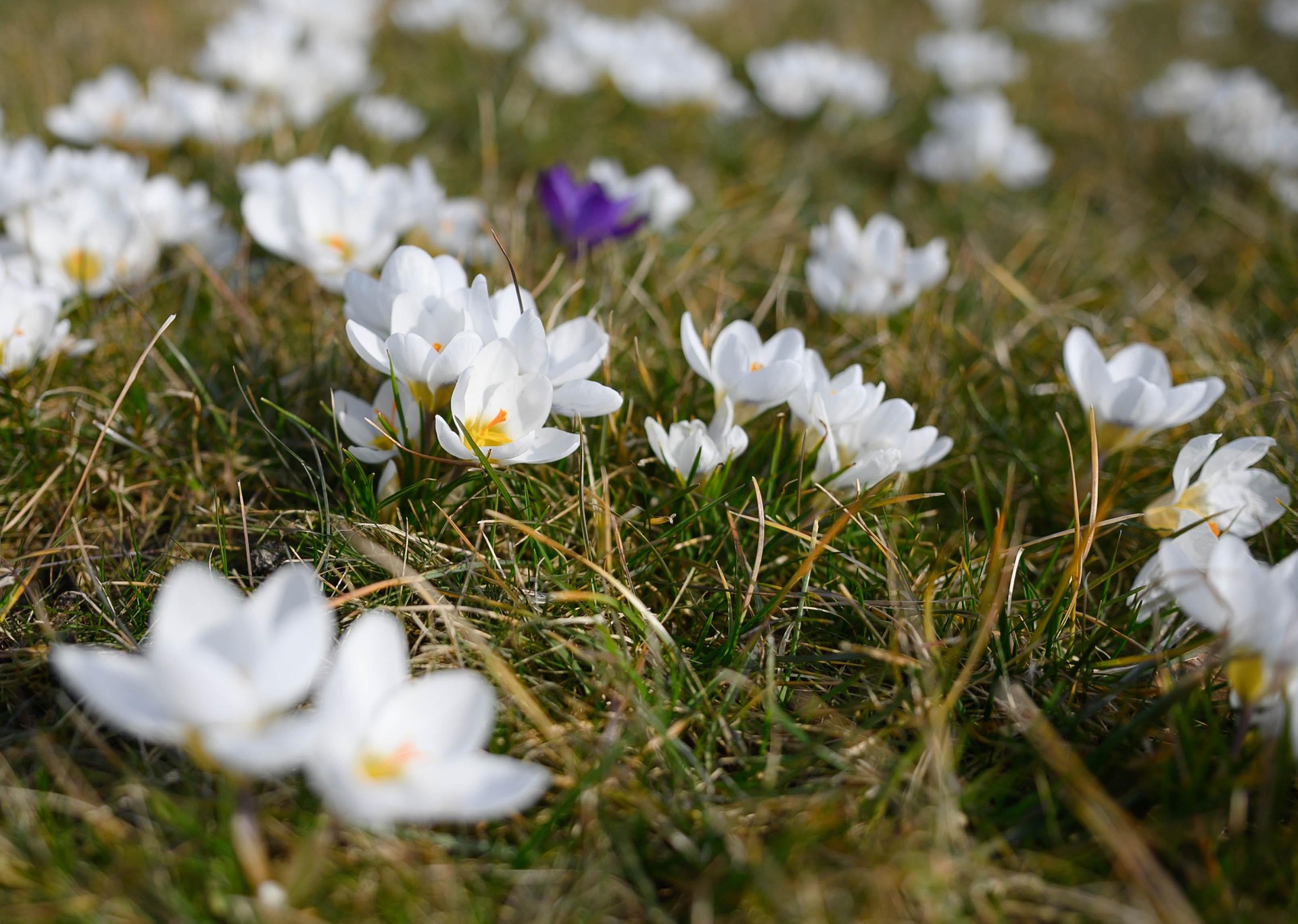 Krokus