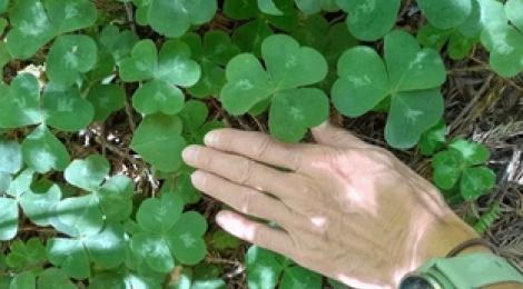 Diverse: Natur