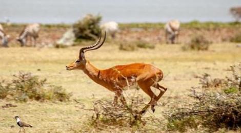 Gazelle
